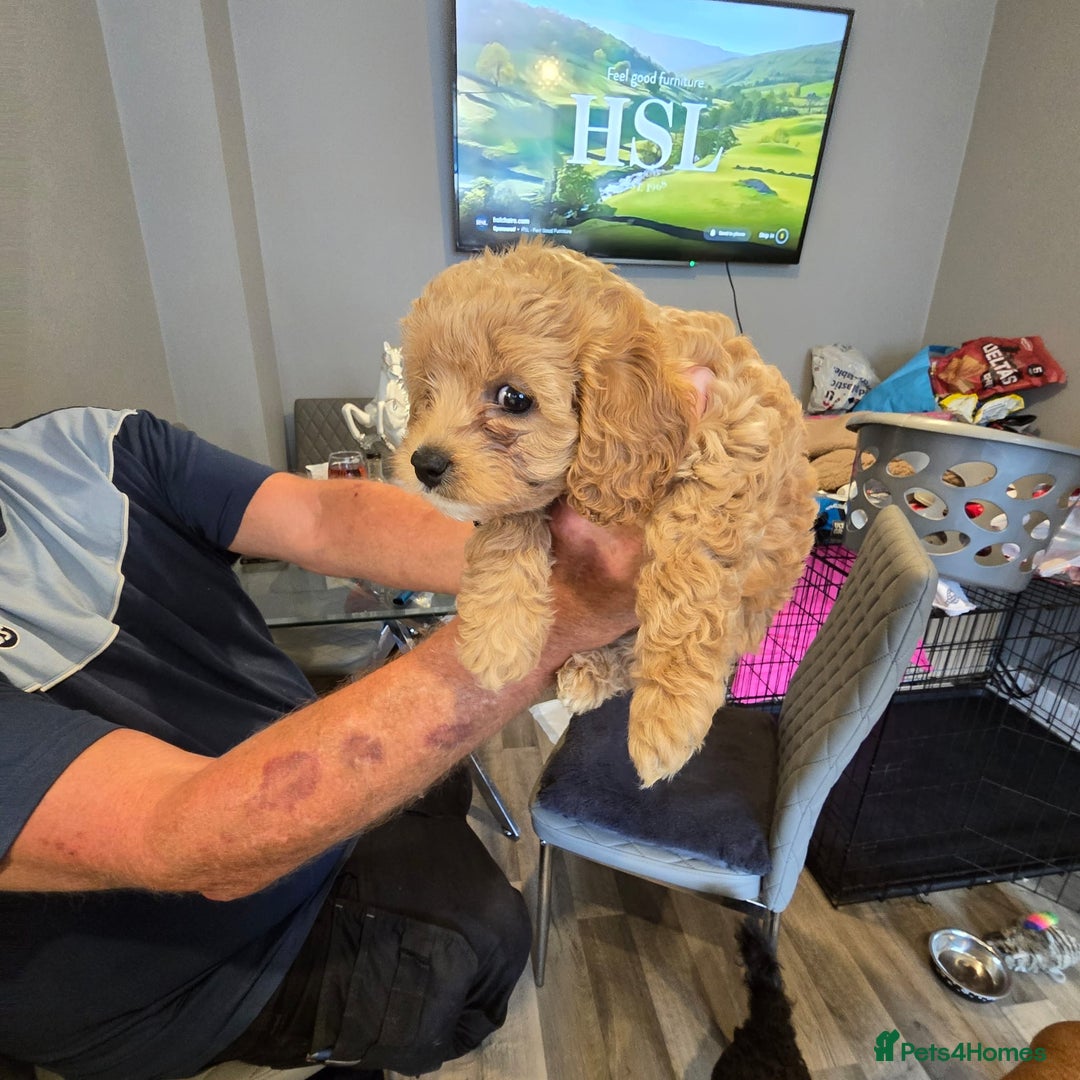 Cavapoo dogs for sale: TWO LITTLE FUR BABIES LEFT  - Image 25