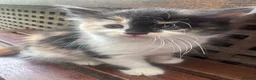 Mixed Breed cats for sale: Adorable kittens looking for their forever homes - Advert 9