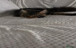 Maine Coon cats for sale: XL Russian Maine Coon Male - Advert 3