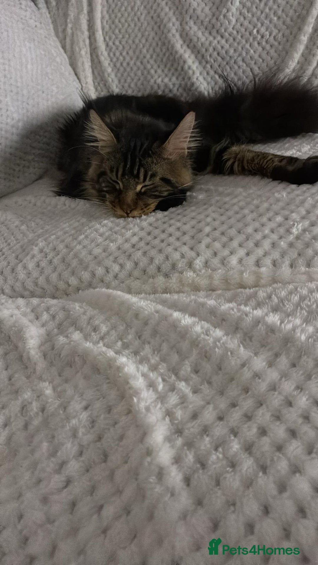 Maine Coon cats for sale: XL Russian Maine Coon Male - Advert 3