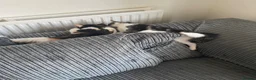 Mixed Breed cats for sale: Pair of kittens brother and sister - Advert 5