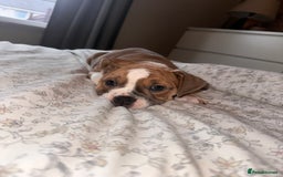 Mixed Breed dogs for sale: 1 female left -  Bitches - Olde English Bulldogge  in Haddington - Image 31