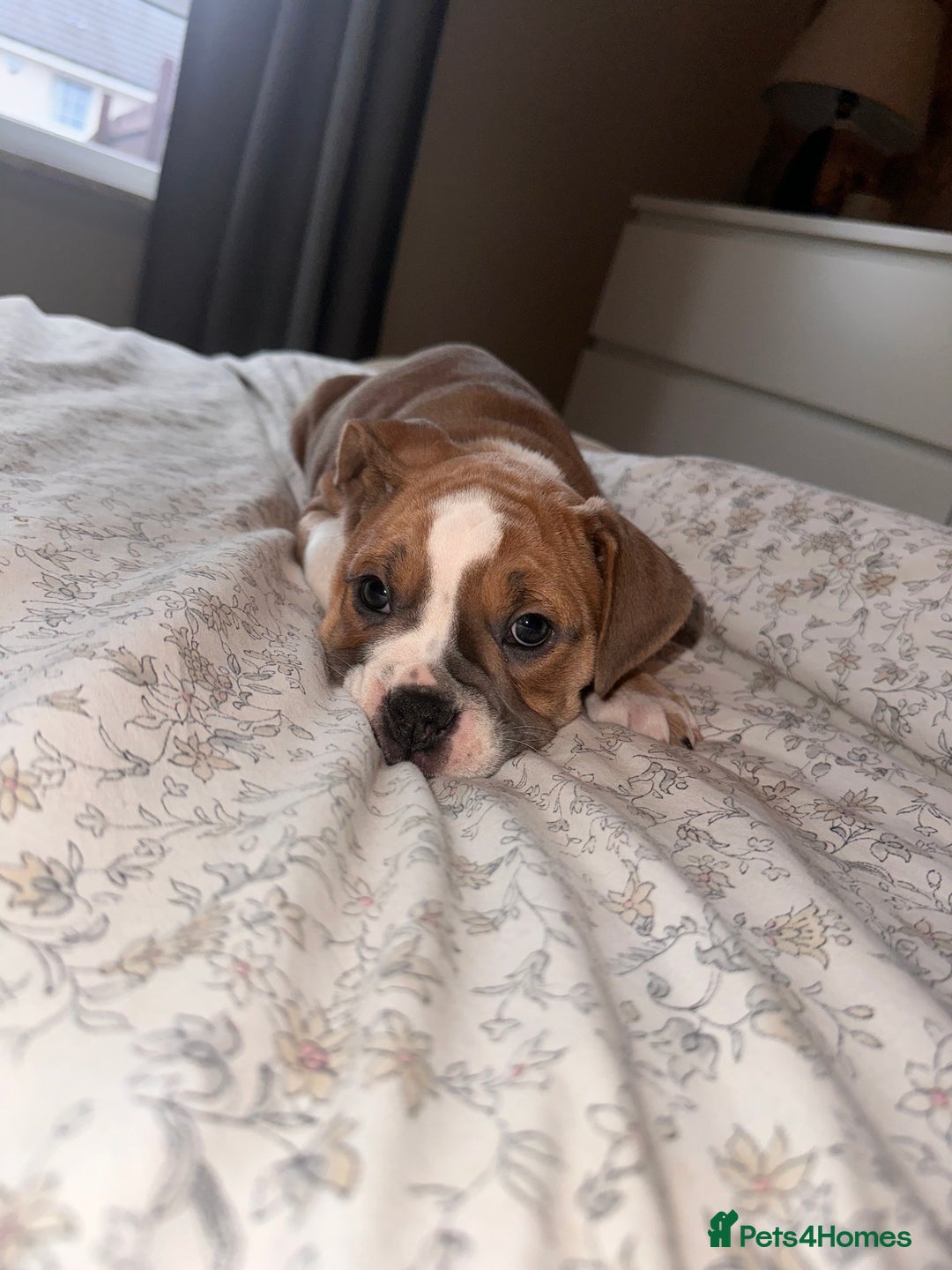 Mixed Breed dogs for sale: 1 female left -  Bitches - Olde English Bulldogge  in Haddington - Image 31
