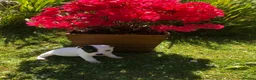 Jack Russell dogs for sale: Jack Russell Puppies For Sale - Advert 4