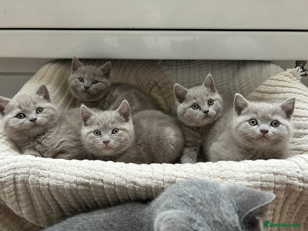 British Shorthair cats for sale: Gorgeous BSH pedigree kittens  - Advert 15