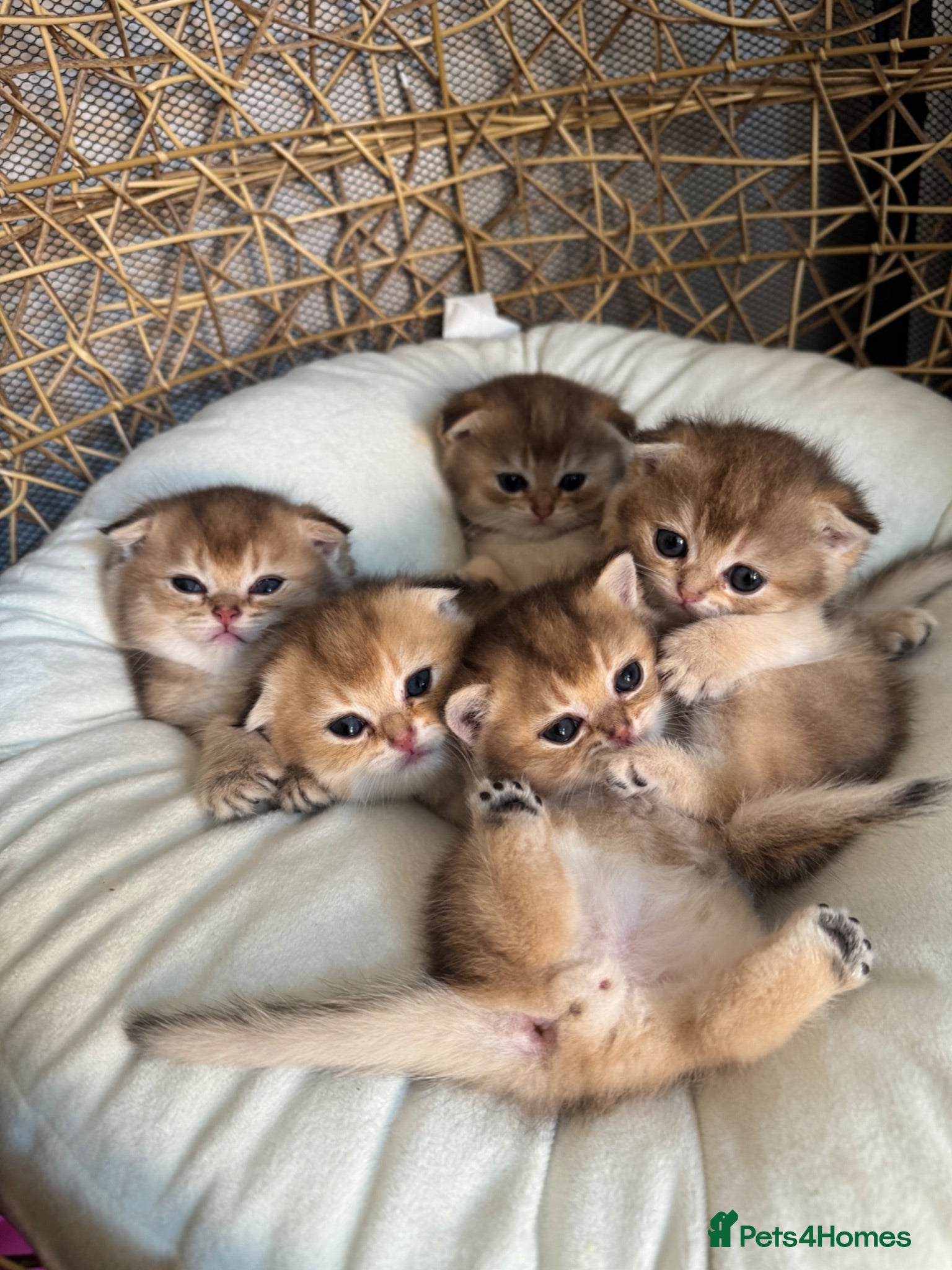 British Shorthair cats Scottish golden chinchilla ready for new homes  - Advert 1