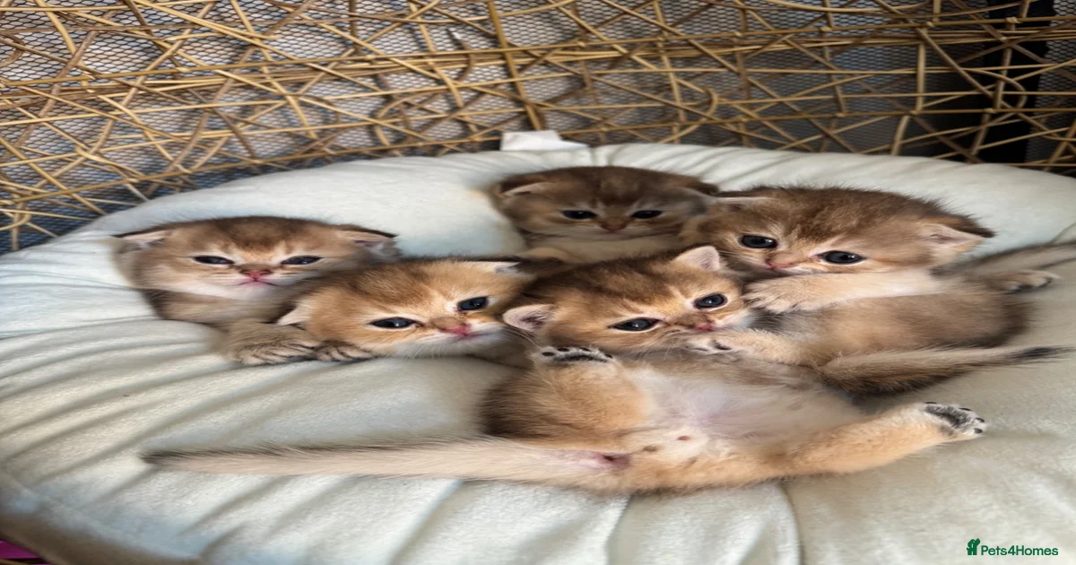 kittens-for-sale-in-cambridge-cambridgeshire-pets4homes
