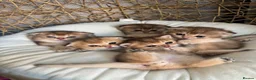British Shorthair cats for sale: Scottish golden chinchilla ready for new homes  - Advert 1