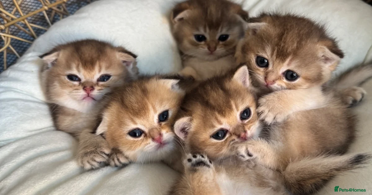 Kittens For Sale In Cambridge Cambridgeshire Pets4Homes kittens-for-sale-in-cambridge-cambridgeshire-pets4homes