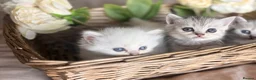 Mixed Breed cats for sale: Persian x bsh kittens  - Advert 13