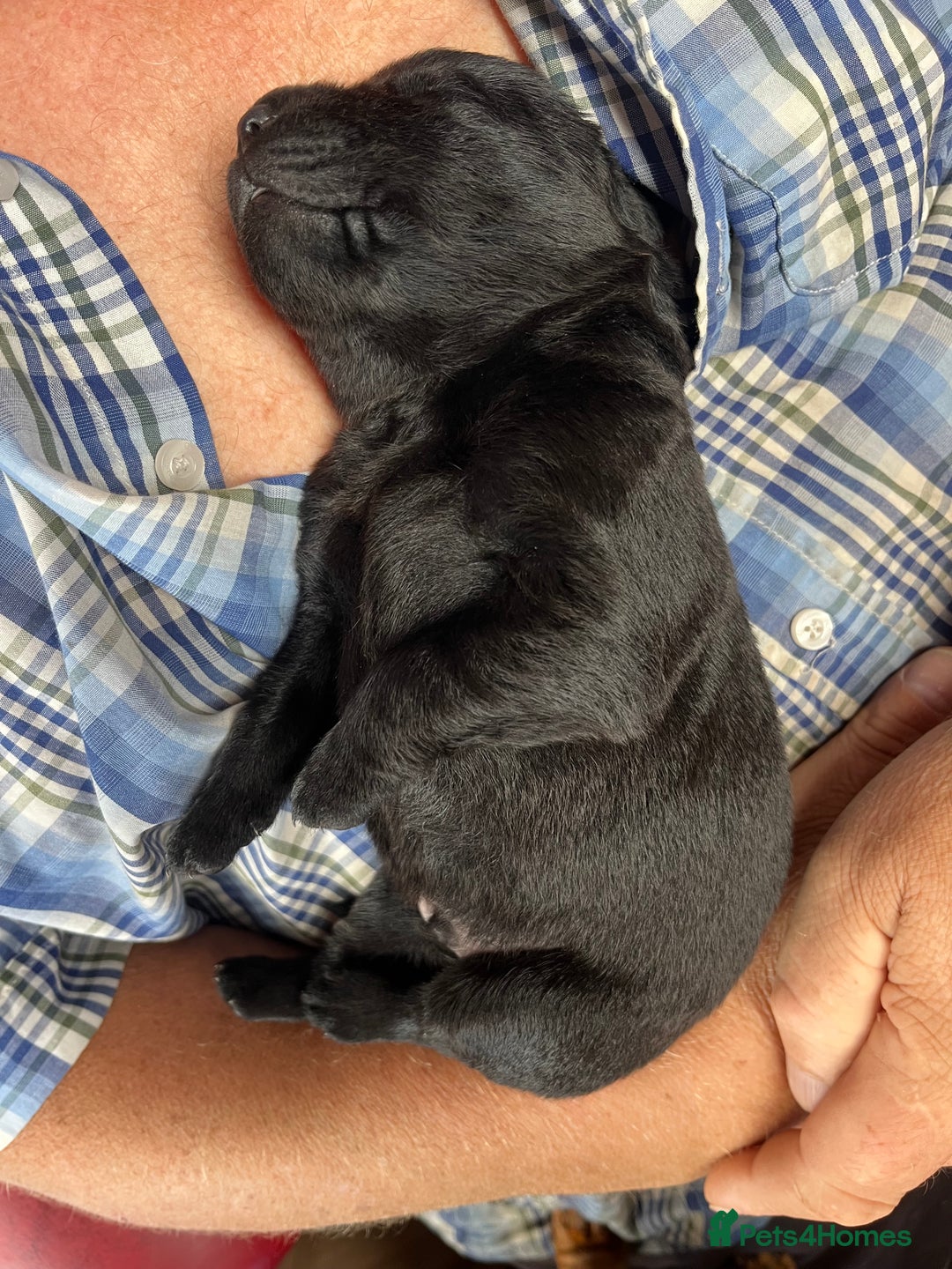 Labrador Retriever dogs for sale: 🐾 Ready 13th Oct. KC vet approved only 3 left 💕 - Image 27