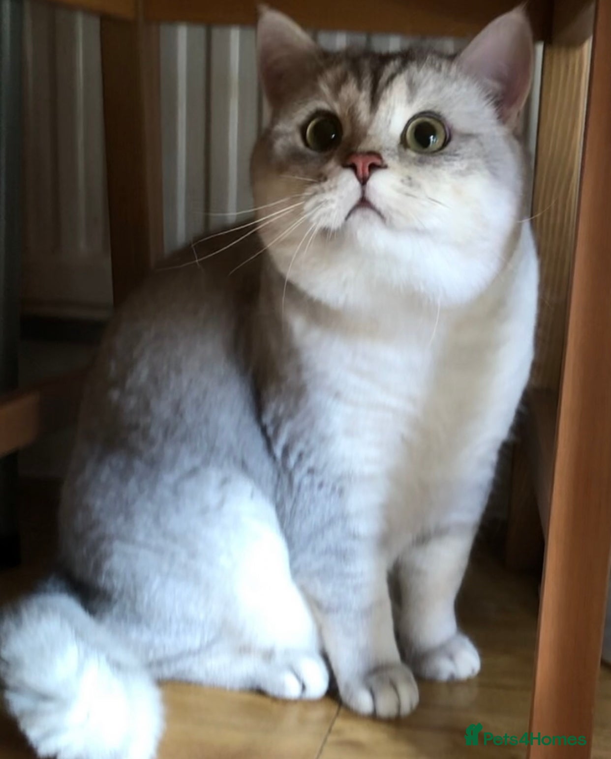 British Shorthair cats GCCF registered  - Advert 1