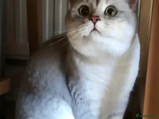 British Shorthair cats GCCF registered - Advert 1