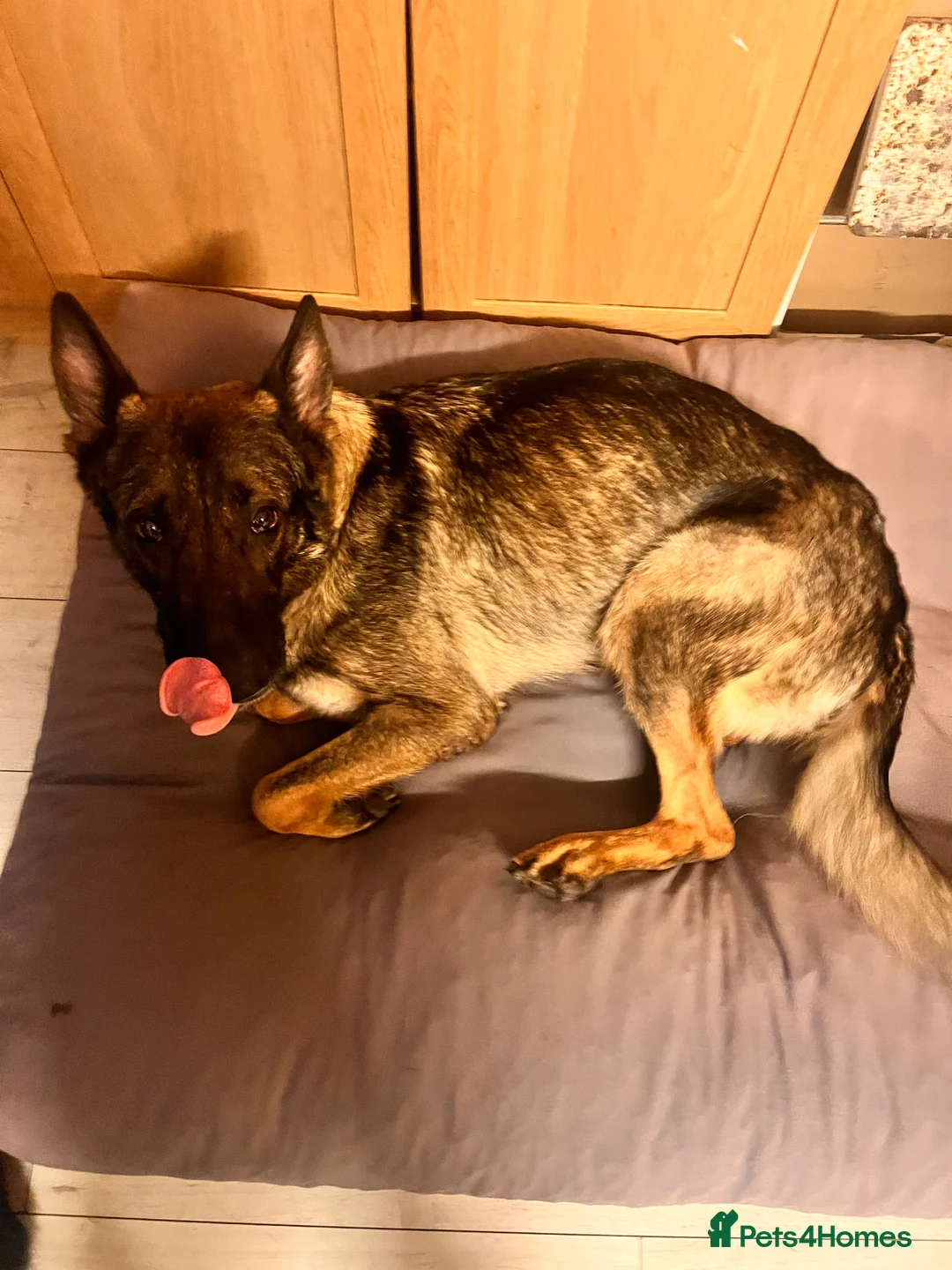 German Shepherd dogs for sale: 1 Male & 1 Female FREE! to a loving home in Bridgwater - Advert 1