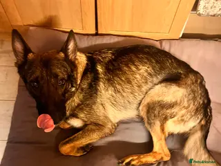 German Shepherd dogs 1 Male & 1 Female FREE! to a loving home - Advert 1