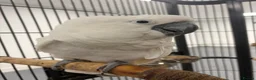 Mixed Breed birds for sale: Various Stunning Birds - Nationwide Delivery  in Newcastle upon Tyne - Advert 23