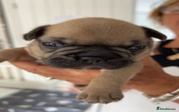 French Bulldog dogs for sale: French Bulldog puppies - Image 12