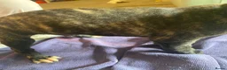 Lurcher dogs for sale: Beautiful Brindle puppies - Advert 14