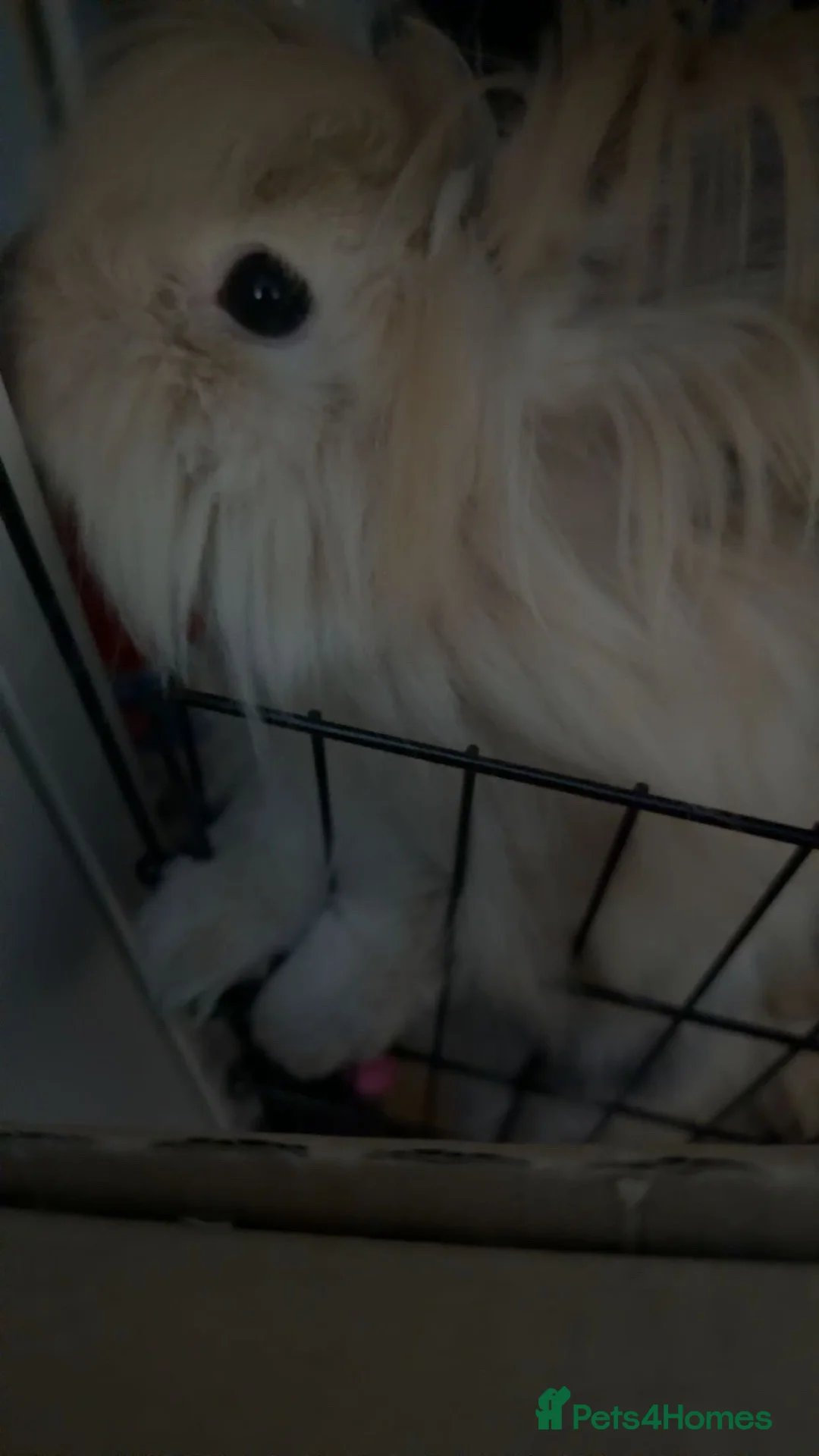 Angora rabbits for sale: Beautiful neutered angora - Advert 5