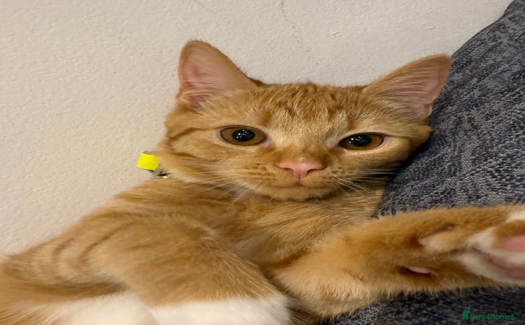 Mixed Breed cats - Advert 12