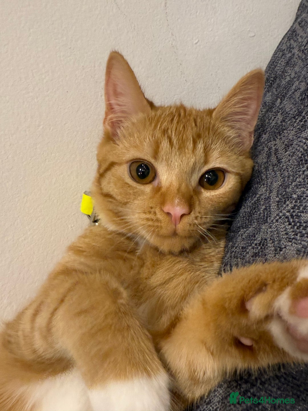 Mixed Breed cats for sale: Ginger cat/ 7 months old  - Image 1