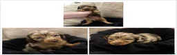 Miniature Dachshund dogs for sale: Miniature long hair dachshund Puppies  - Advert 24