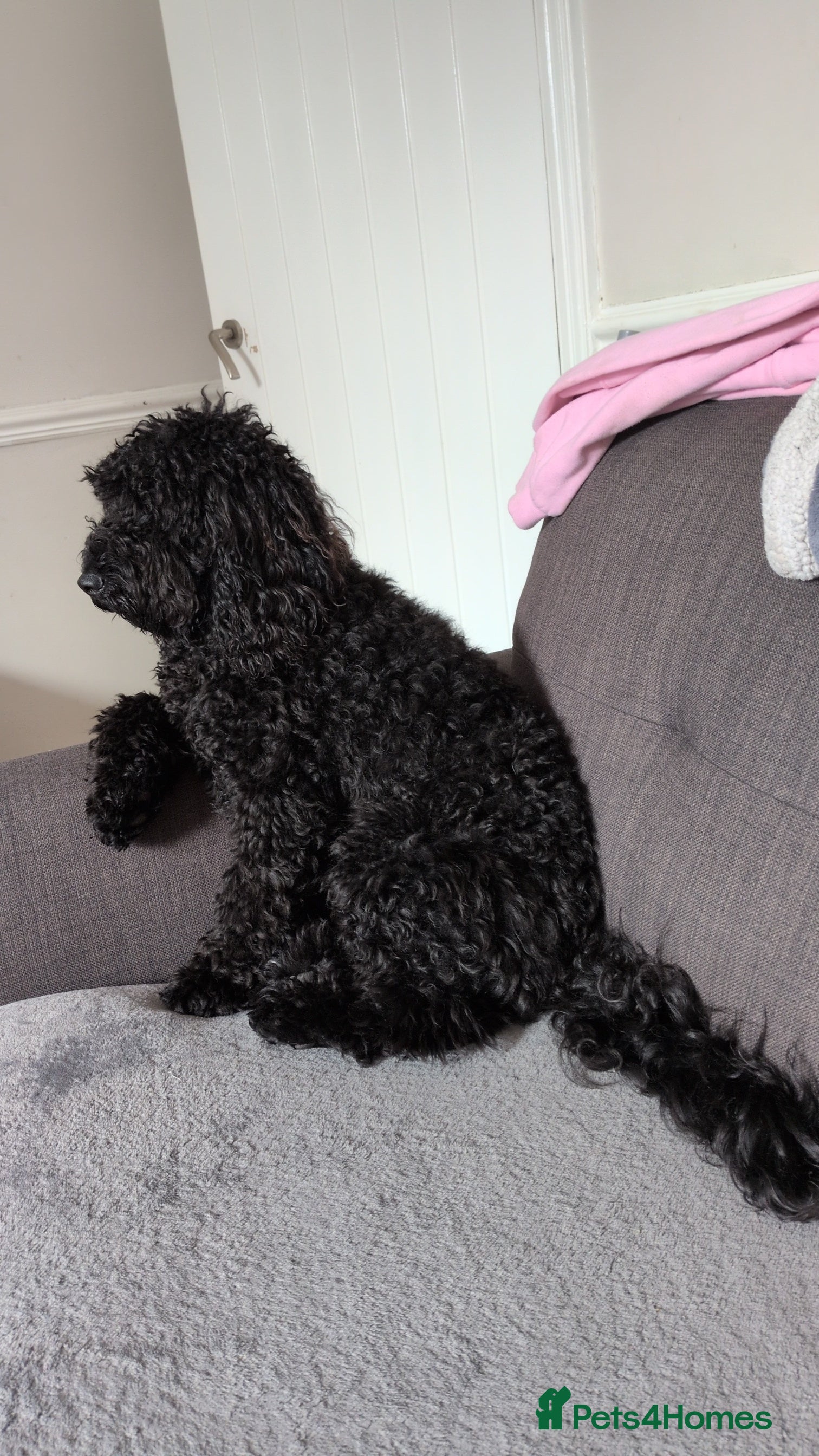 Cockapoo dogs 9 month old cockerpoo - Advert 1
