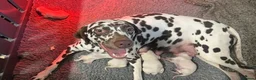 Dalmatian dogs for sale: Only 1 boy available  - Advert 12