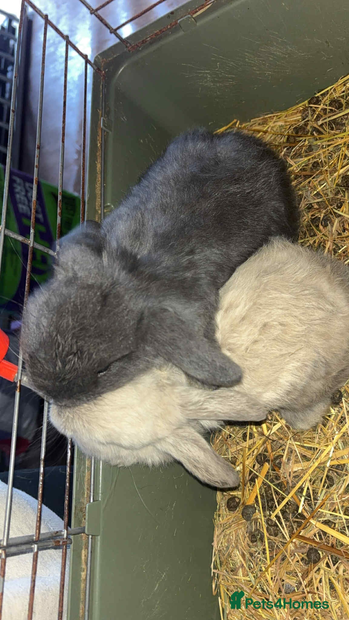 Mini Lop rabbits Mini lop babies  - Advert 2