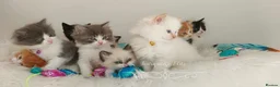 Ragdoll cats for sale: Beautiful cross Ragdoll/Persian 😻😻😻😻 - Advert 5
