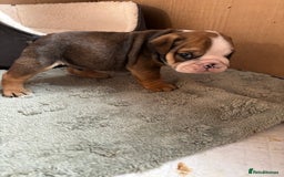 English Bulldog dogs for sale: Ready to go English bulldog puppies - Image 22