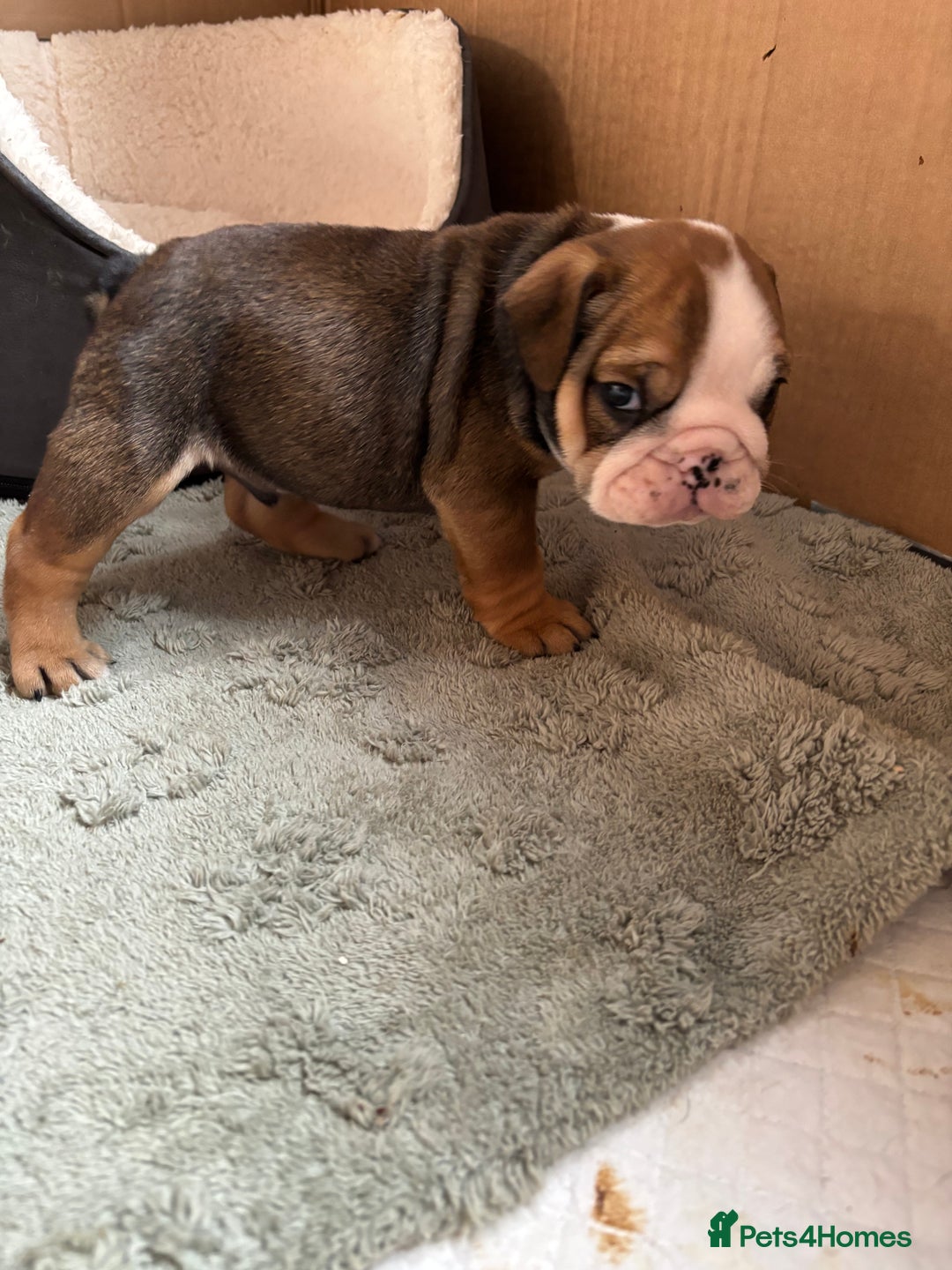 English Bulldog dogs for sale: Ready to go English bulldog puppies - Image 22