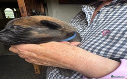 Belgian Shepherd Dog dogs for sale: Belgian Malinois puppies KC registered in Hartlepool - Image 14