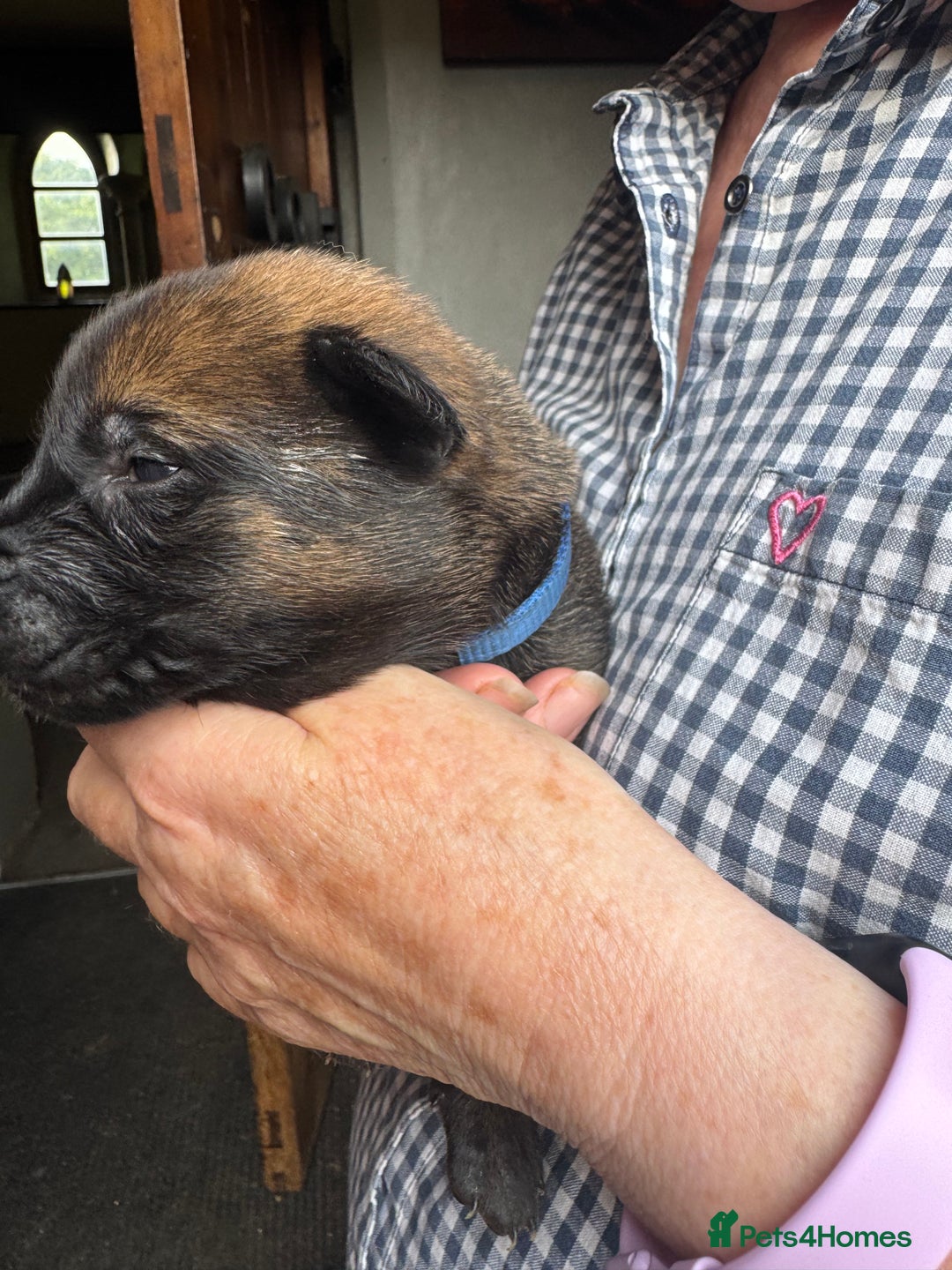 Belgian Shepherd Dog dogs for sale: Belgian Malinois puppies KC registered in Hartlepool - Image 14