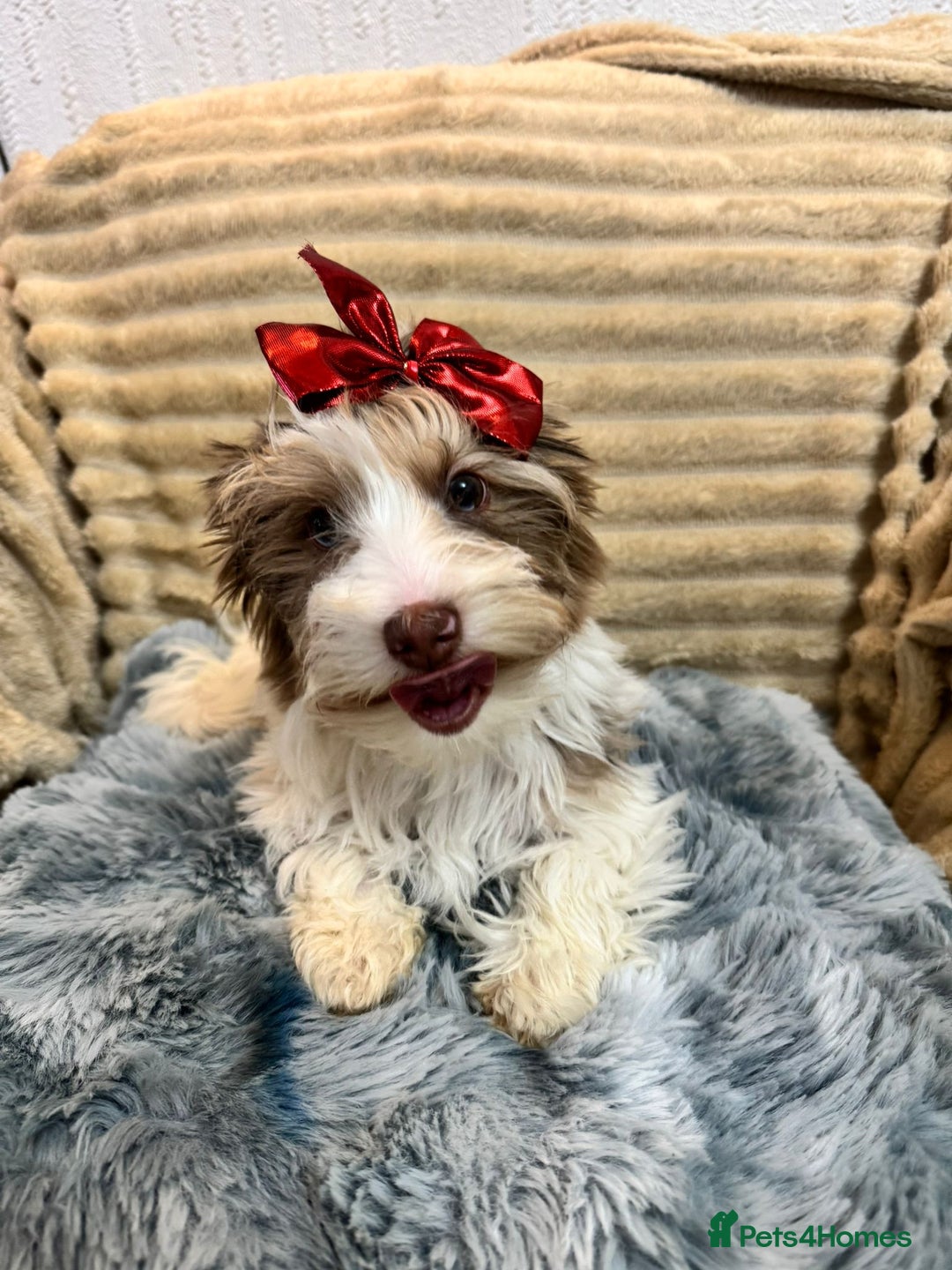 Yorkshire Terrier dogs for sale: Yorkshire Terrier – Merle / Chocolate puppies**    - Advert 28