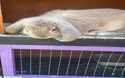 French Lop rabbits for sale: Pure French lop  - Image 1