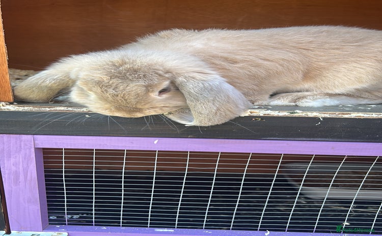 French Lop rabbits - Advert 1