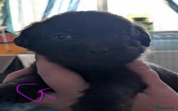 Mixed Breed dogs for sale: Shih Tzu x Labradoodle puppies - Image 12