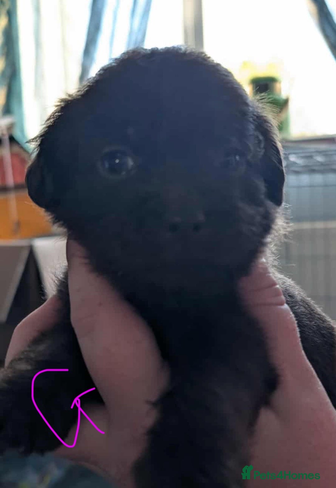 Mixed Breed dogs for sale: Shih Tzu x Labradoodle puppies - Image 12