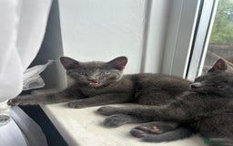 Domestic Shorthair cats for sale: 3x grey kittens ready to leave (2x male, female) - Image 5