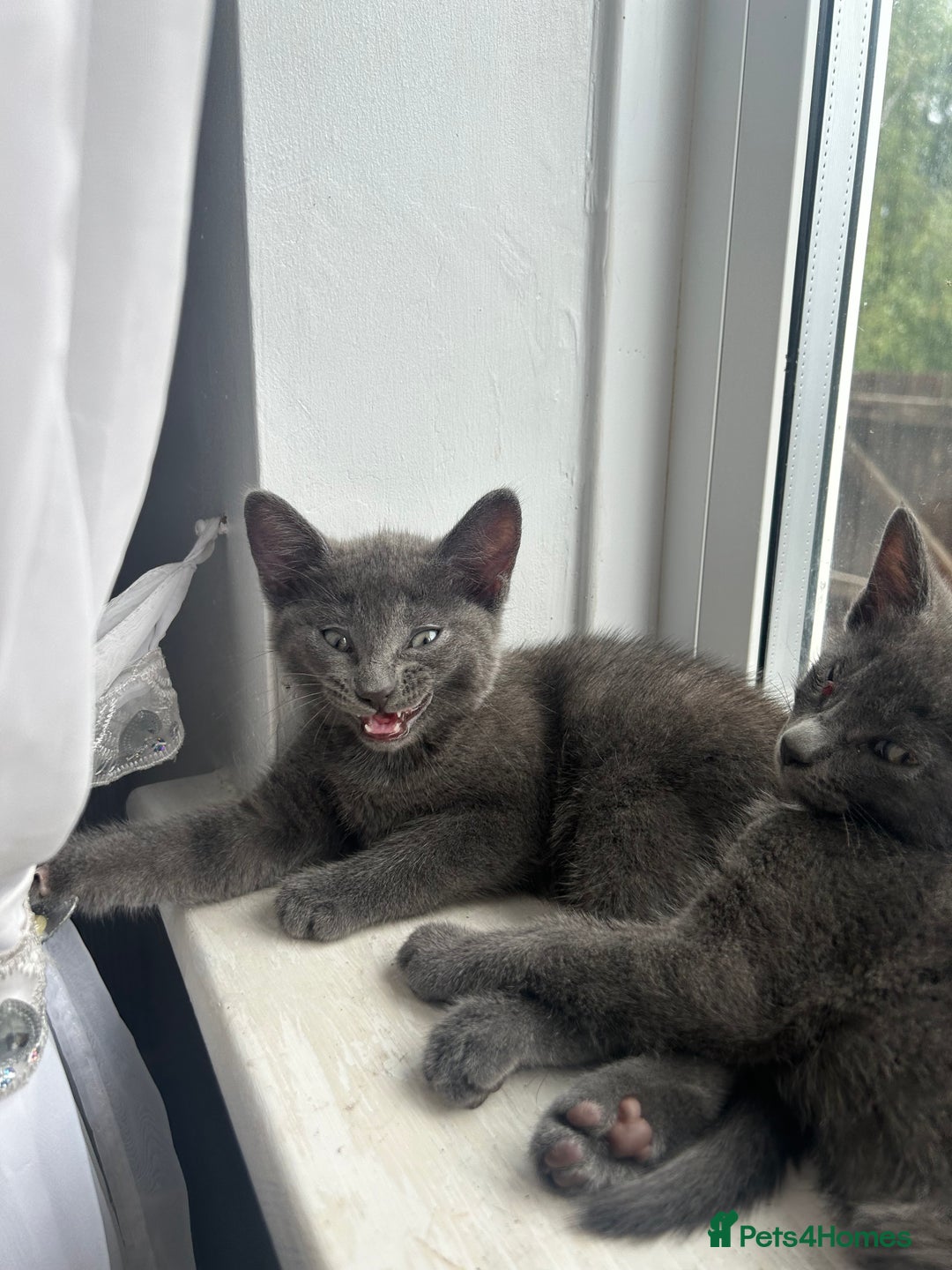 Domestic Shorthair cats for sale: 3x grey kittens ready to leave (2x male, female) - Image 5