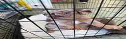 French Bulldog dogs for sale: BARGAIN!!! - Pink Carrier - New Shade Isebella  - Advert 3