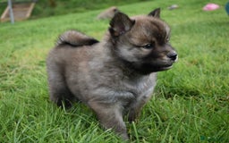 Siberian Husky dogs for sale: Beautiful Chowski puppies  - Image 19