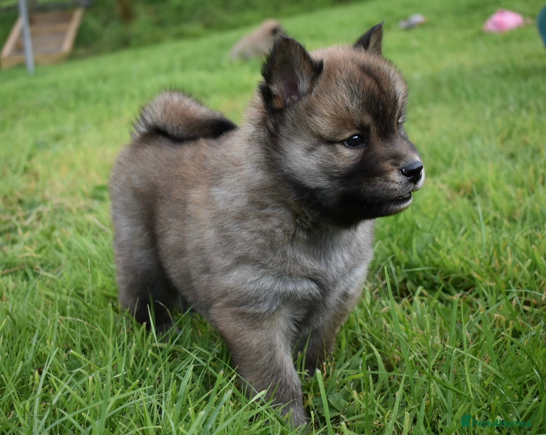 Siberian Husky dogs for sale: Beautiful Chowski puppies  - Image 19