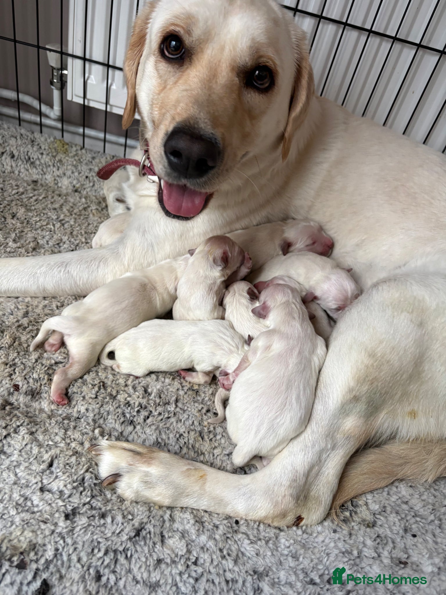 Goldador dogs Goldador puppies first litter - Advert 1