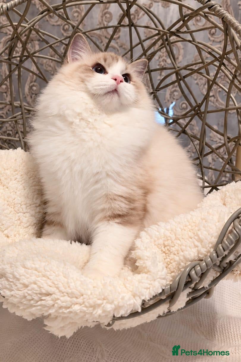 Ragdoll cats ✨️Exceptional Quality, Tica reg kittens available. - Advert 2