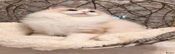 Ragdoll cats for sale: ✨️Exceptional Quality, Tica reg kittens available. in Stoke-on-Trent - Advert 2