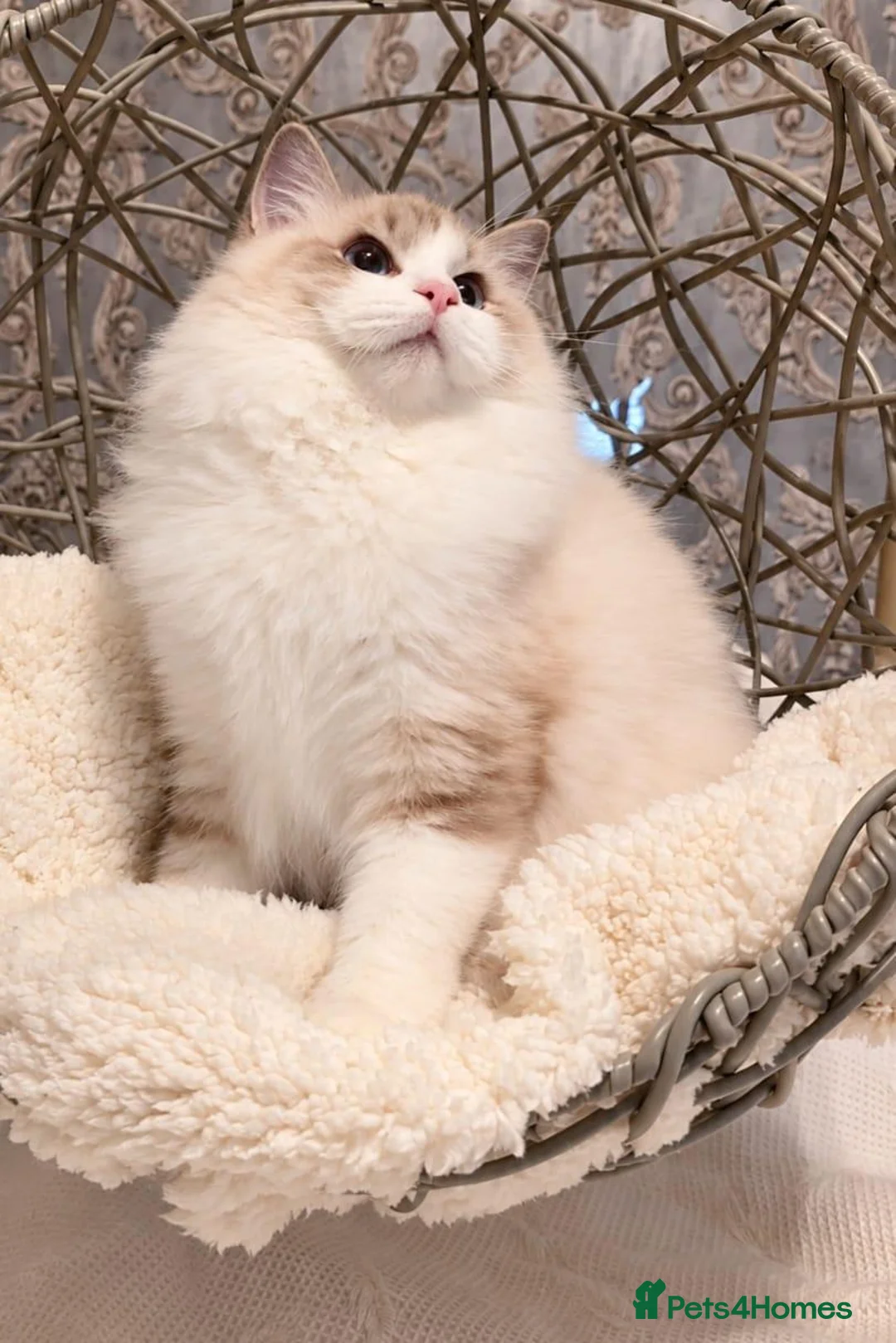 Ragdoll cats for sale: ✨️Exceptional Quality, Tica reg kittens available. in Stoke-on-Trent - Advert 2