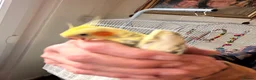 Parakeets birds for sale: Parakeet (including cage and all accessories)  in Ebbw Vale - Advert 6