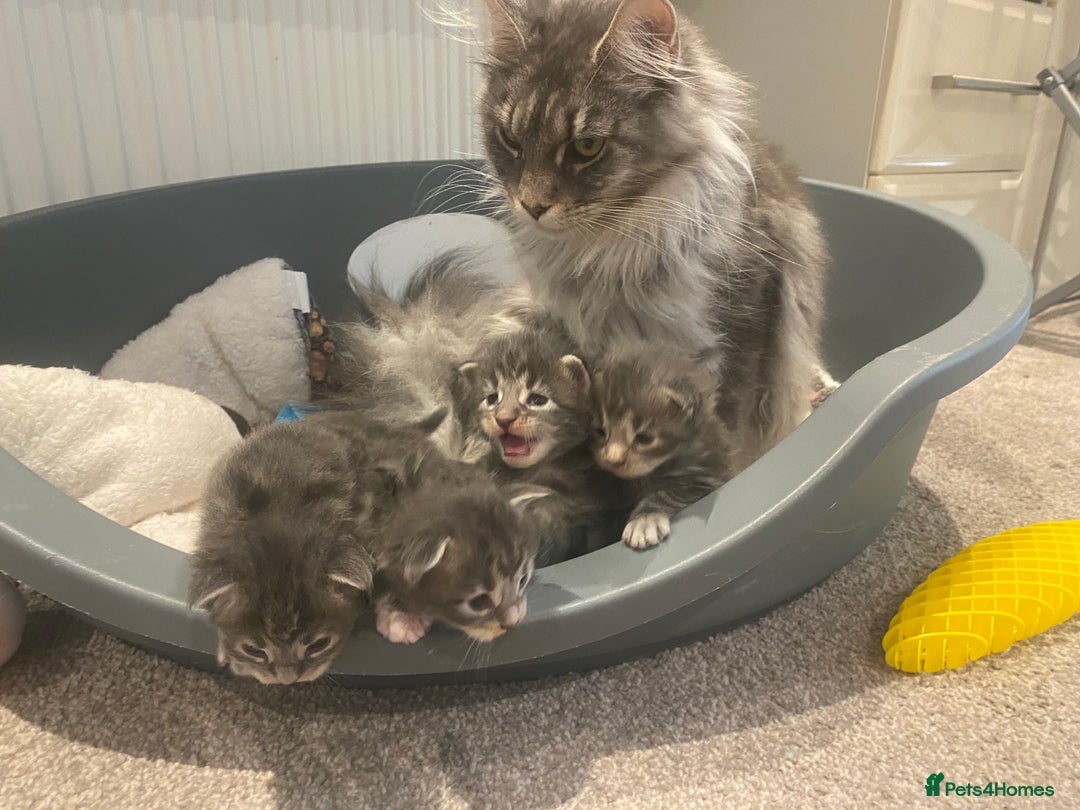 Maine Coon cats for sale: Pedigree Maine Coon Kittens Champion-Giant Russian - Image 8